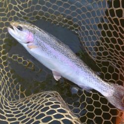 大安トラウトレイク 釣果